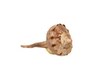 Zeeslak GEM  Skelet - tudicula spirillus- - 0 mm - 0 mm -, Nieuw