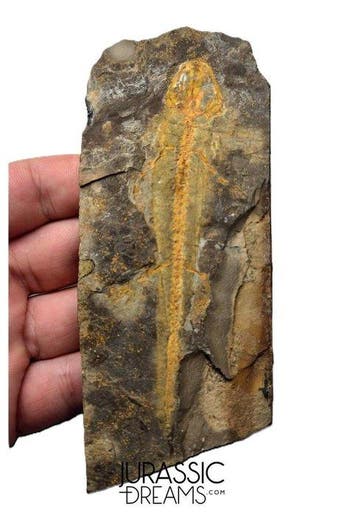 Museumwaardige zeldzame Jeholotriton paradoxus - primitieve