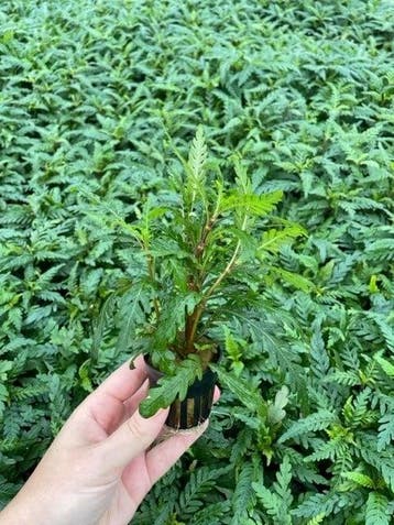 Hygrophila Pinnatifida (Aquariumplanten, Aquarium producten), Dieren en Toebehoren, Vissen | Aquaria en Toebehoren, Verzenden