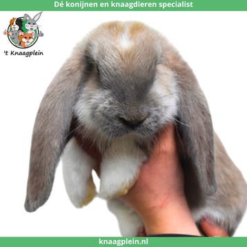 Tamme Franse Hangoren te koop! Gevaccineerd en Gecastreerd., Dieren en Toebehoren, Meerdere dieren, Groot, Hangoor, 0 tot 2 jaar