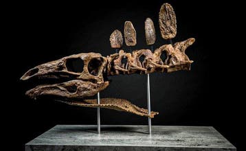 Replika Stegosaurus 40 cm - Fossiele schedel