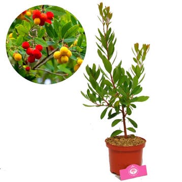 aardbeienboom Arbutus unedo + Pot 17cm, Verzenden, Volle zon