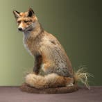 Vos Taxidermie Opgezette Dieren By Max, Verzamelen, Dierenverzamelingen, Ophalen of Verzenden, Nieuw, Wild dier, Opgezet dier