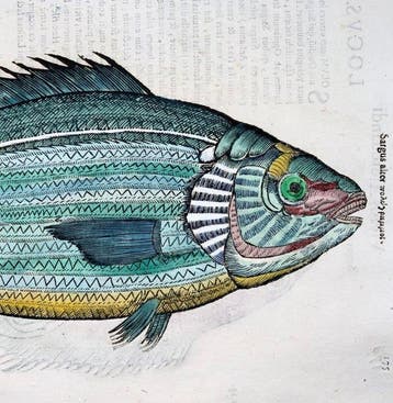 Aldrovandi; Fish, Sea Bream - folio with 2 woodcuts - 1638