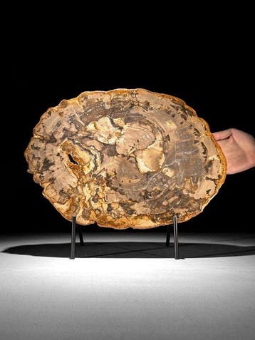 C - Prachtige schijf versteend hout op een aangepaste