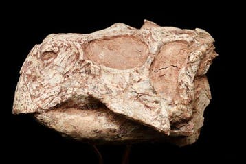 Dinosaurus - Fossiele schedel - Psittacosaurus sp. - 14 cm -, Verzamelen, Mineralen en Fossielen