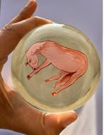 CANETTI - Presse-papier - Curieuze en exclusieve kristallen