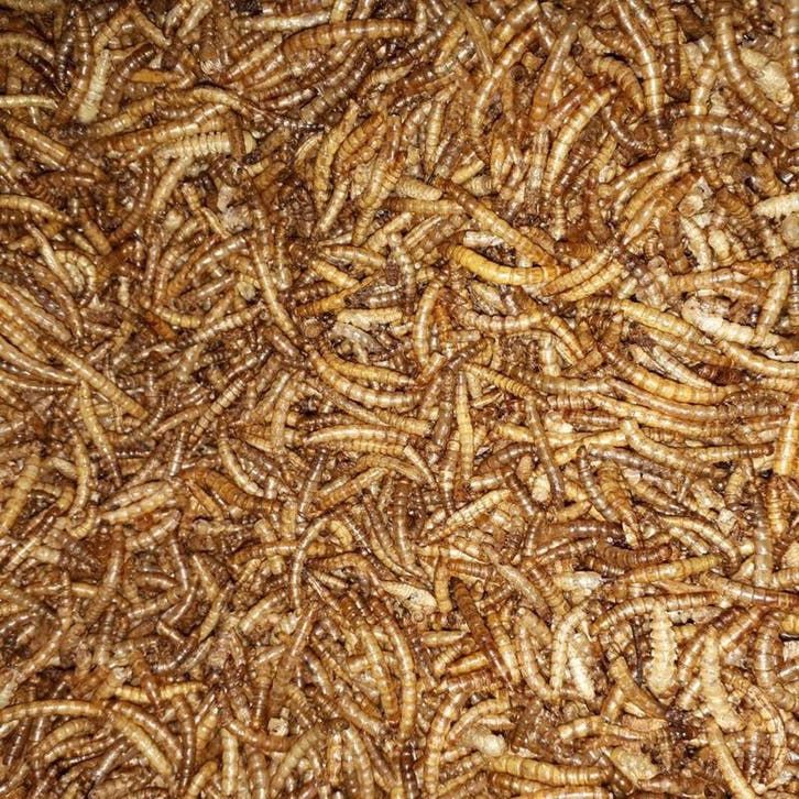 Meelwormen - Meelwormen 2500 ml - Kip    - Versnaperingen, Dieren en Toebehoren, Vogels | Toebehoren, Nieuw, Verzenden