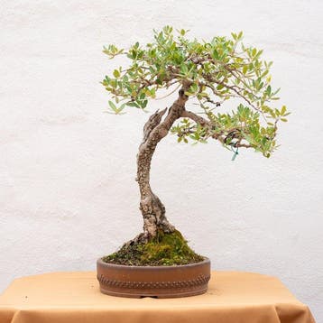 Olijf bonsai (Olea europaea) - Hoogte (boom): 45 cm - Diepte