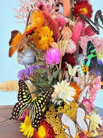 Mix van vlinders Taxidermie volledige montage - Graphium
