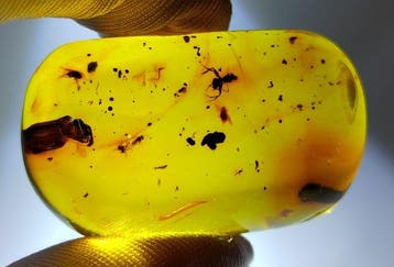 FOSSlL-AMAZING!! Dominicaans amber- 14.57 g