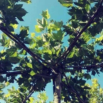 Dakplatanen, Plataan, Dakboom voor schaduw in tuin of terras, Tuin en Terras, Ophalen, Dakboom, 100 tot 250 cm