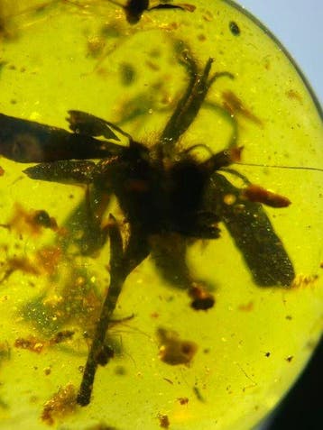Amber - Barnsteen - Flower with stamens in amber - 14.7 mm -