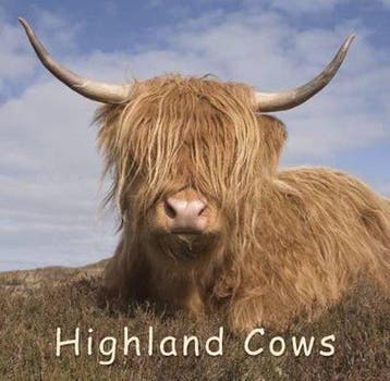 Highland Cows, Verzenden, Gelezen