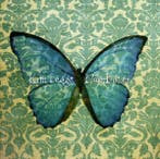 cd - Kim Beggs - Blue Bones, Verzenden, Zo goed als nieuw