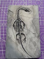 Reptielfossiel: Keichousaurus - Trias - Gefossiliseerd dier