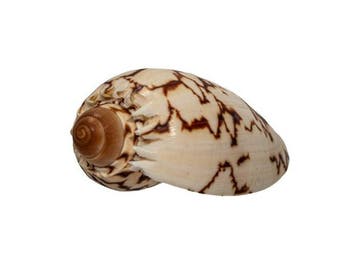 Majestueuze klassieker: keizerlijke walsenschnecke (Cymbiola