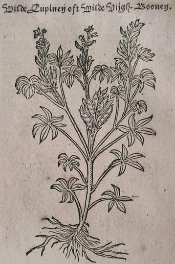 Rembertus Dodonaeus - 50 houtsnedes uit het Cruydt-boeck o.a