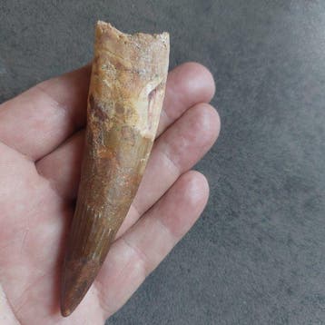 Dinosaurus - Fossiele tand - Spinosaurus aegyptiacus - 108, Verzamelen, Mineralen en Fossielen