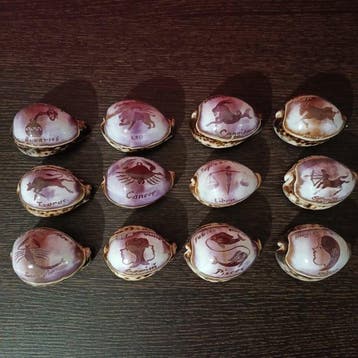 Zeeslak Zeeschelp - Cypraea tigris (Zonder minimumprijs)