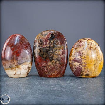 Prachtige set van versteend hout – Vrijvormen- 2017.64 g -