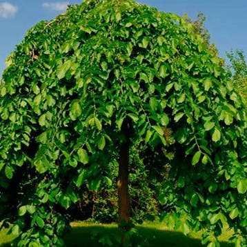 Moerbei Mojo Berry container (P18) Groen, Wit, Verzenden