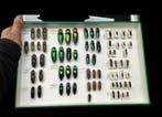 World Beetles Elateridae Collection (39x26 cm) - Diorama, Antiek en Kunst
