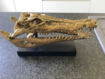 Beeld, Crocodile Skull 2.0 - 18 cm - Brons