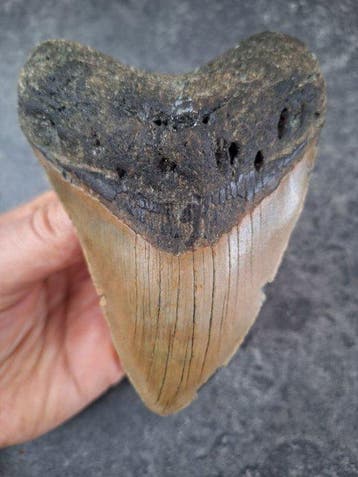 Megalodon - Fossiele tand - 11.7 cm - 8.8 cm
