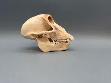 Aap Schedel van een zoogdier - Papio Ursinus - 10 cm - 8 cm