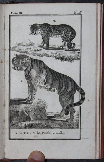 M. Le Comte De Buffon - Histoire Naturelle Generale Et