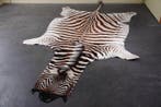 Plains Zebra Skin with Head Gewei - Equus quagga - 315 cm -, Nieuw