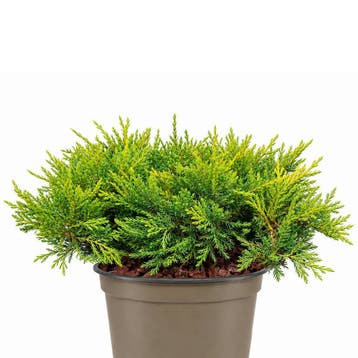 Jeneverbes pfitzeriana `Gold Coast` container (P11) Groen, Verzenden, Conifeer, Struik