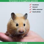 Lieve handtamme Goudhamsters / Syrische hamsters !, Meerdere dieren, Hamster, Tam