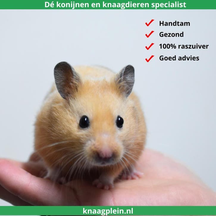 Lieve handtamme Goudhamsters / Syrische hamsters !, Dieren en Toebehoren, Knaagdieren, Hamster, September, Tam, Meerdere dieren