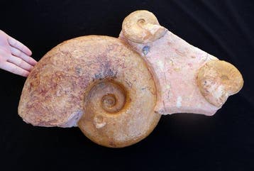 Grote set van 4 ammonieten - Gefossiliseerde schelp -, Verzamelen