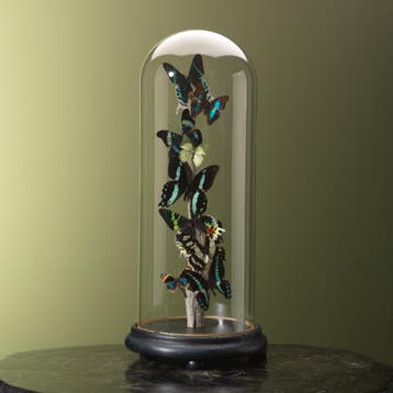 Vlinders in Antieke Stolp Taxidermie Opgezette Dieren By Max, Ophalen of Verzenden, Nieuw, Insect, Opgezet dier