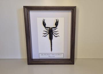 XL Scorpioen Taxidermie volledige montage - Heterometrus, Verzamelen, Nieuw