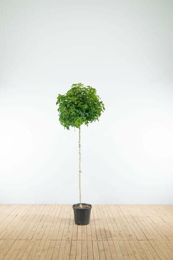 Liquidambar styraciflua Gum Ball bolvorm 8/10 180cm stam