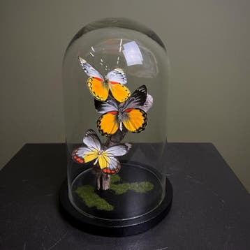 Stolp met Vlinders H22B13D13, Verzamelen, Ophalen of Verzenden, Nieuw, Opgezet dier