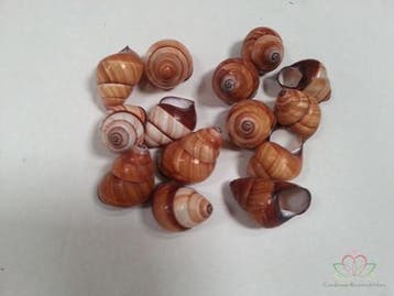 Rufogaster Landsnail Schelpen 15 stuks, Ophalen of Verzenden, Nieuw