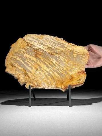 Prachtige snede van versteend hout op een op maat gemaakte