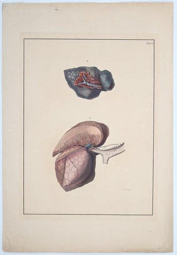 F. D. Reisseisen - [Elephant folio] Über den Bau der Lungen.