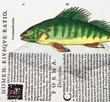 Aldrovandi; Fish, Perch & Roach - Folio with 2 hand coloured