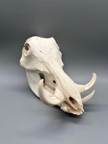 Wrattenzwijn Schedel van een zoogdier - Phacochoerus, Verzamelen, Dierenverzamelingen, Nieuw
