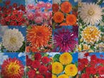 Dhalias en heel veel meer bloembollen al vanaf €1.99, Tuin en Terras, Bloembollen en Zaden, Ophalen of Verzenden, Voorjaar, Halfschaduw