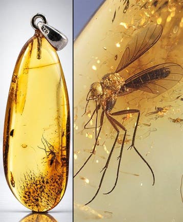 Heldere gouden Baltisch Amber Hanger – Uitzonderlijk, Antiek en Kunst