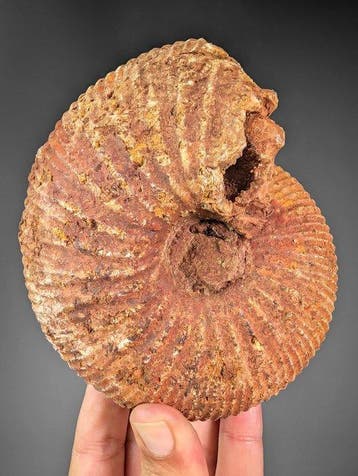 Fantastisch nautiloïde fossiel - Gefossiliseerde schelp -