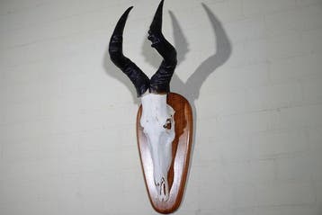 Hartebeest skull Schedel - Alcelaphus buselaphus - 31 cm -, Verzamelen, Dierenverzamelingen, Nieuw