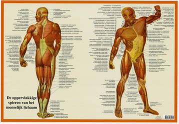 Anatomie poster spieren (Nederlands, gelamineerd, A2), Nieuw